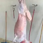 طليان وتيوس بلدي نصور لك فديو من المزرعة حتى توصيلها للبيت