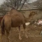 ناقه لقحه.