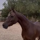 مهرة عربيه جميلة