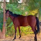 خيل انجليزي طييب اخذن الاول