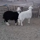 اضاحي حريه