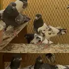 حمام باكستاني تيديات