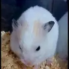 هامستر سوري أليف