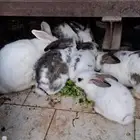 أرانب فرينساوى