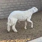 فحل حري مشروط