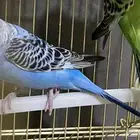 زوج طيور بادجي