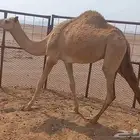 بكره حره جهل