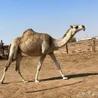 بكره لقحه طيبه