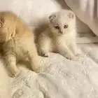 قطه سكوتش فولد بيضاء للبيع
