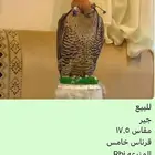 للبيع طير جير شاهين