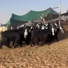 جفرات عوارض فاخره((( تم البيع )))