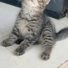 قطط كيتن سكوتش فولد وستريت شورت هير إنتاج بطل ماشاءالله