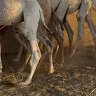 حشو للبيع