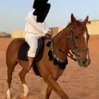 للبيع حصان انقليزي مخصي شيخ