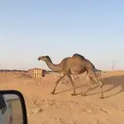 ضريبه للبيع