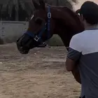 فرس فاخره