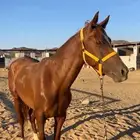 حصان عربي ورق