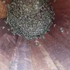 نحل للبيع جاهز للسدره