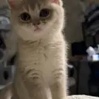 انثى سكوتش سترايت للبيع