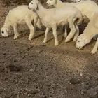بهم