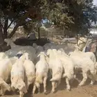 خرفان فل شحم ( تم البيع )