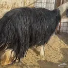 للبيع شاه نجديه جبره و مقفله شحم