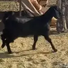 أغنام