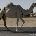 وضحاء طيبه كفو وممشى كفو عشراء