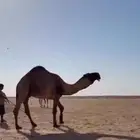 فحل اصفر دبياني كفو