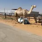 لقحه كفو