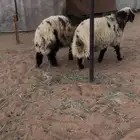 ذبايح ( رماح) (المزاين)