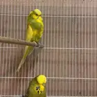 جوز بادجي انجليزي بطل ( تم البيع )