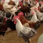 دجاج بلدي وفيوم للبيع