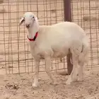 للبيع وتجهيز أطواق ترقيم الحلال والمواشي