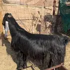 للبيع فحل عارضي