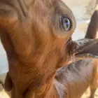 بهم صغار ذكران