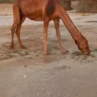 ناقة لقحه للبيع