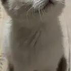 قطط