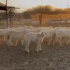 طليان ورخال حري 32 راس للبيع