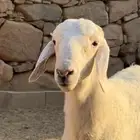 خروفين مشاريع فحول