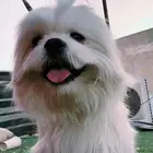 للبيع كلب للمعلومات العميقه تواصل خاص