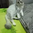قطة شيرازى العمر سنتين