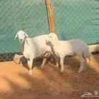 شاه حريه متبع وبهم حري ونعيم
