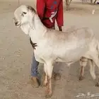 فحل سواكني درماني صنف