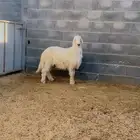 خروف اصفر بلدي كفو