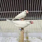 زوج جاوا جاوة جاوه لون دايلوت