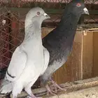 حمام شامي