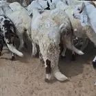 ا الخمره