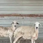 غنم حريات