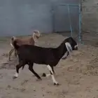 عنز معها جفرة للبيع